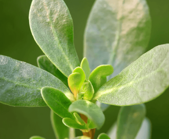 Plant antioxidant